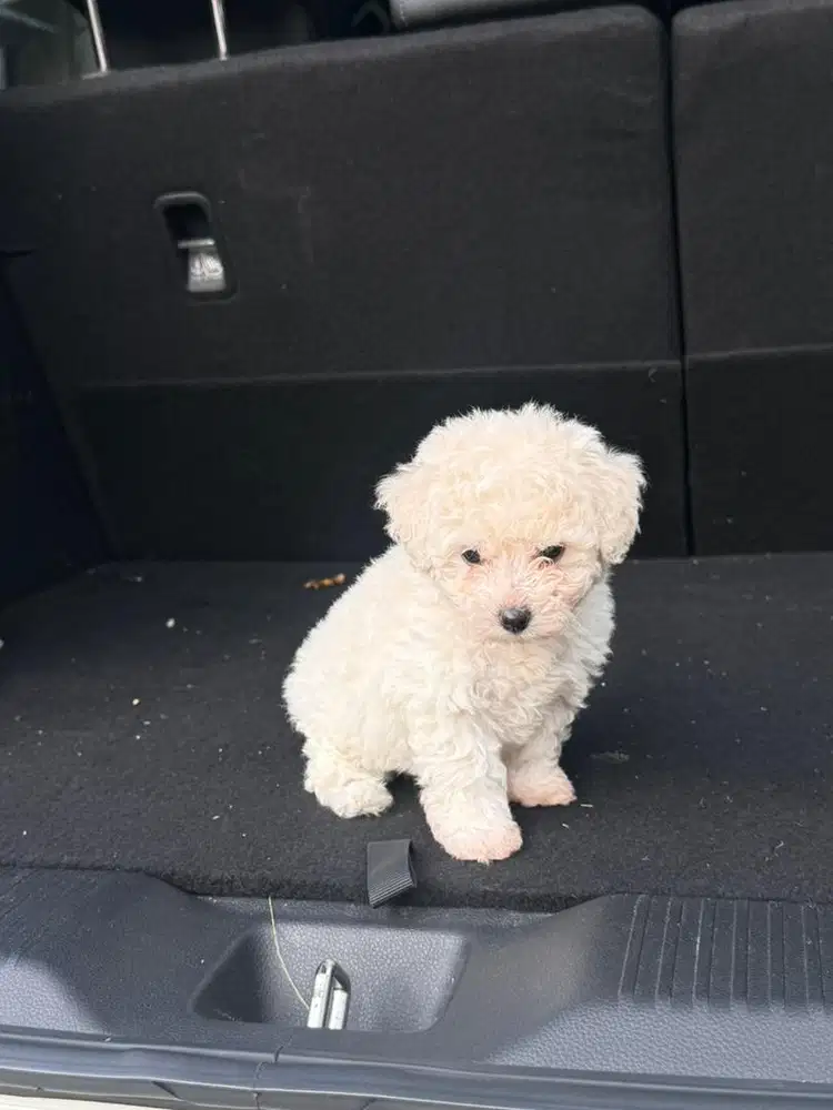 Anjing Poodle Betina