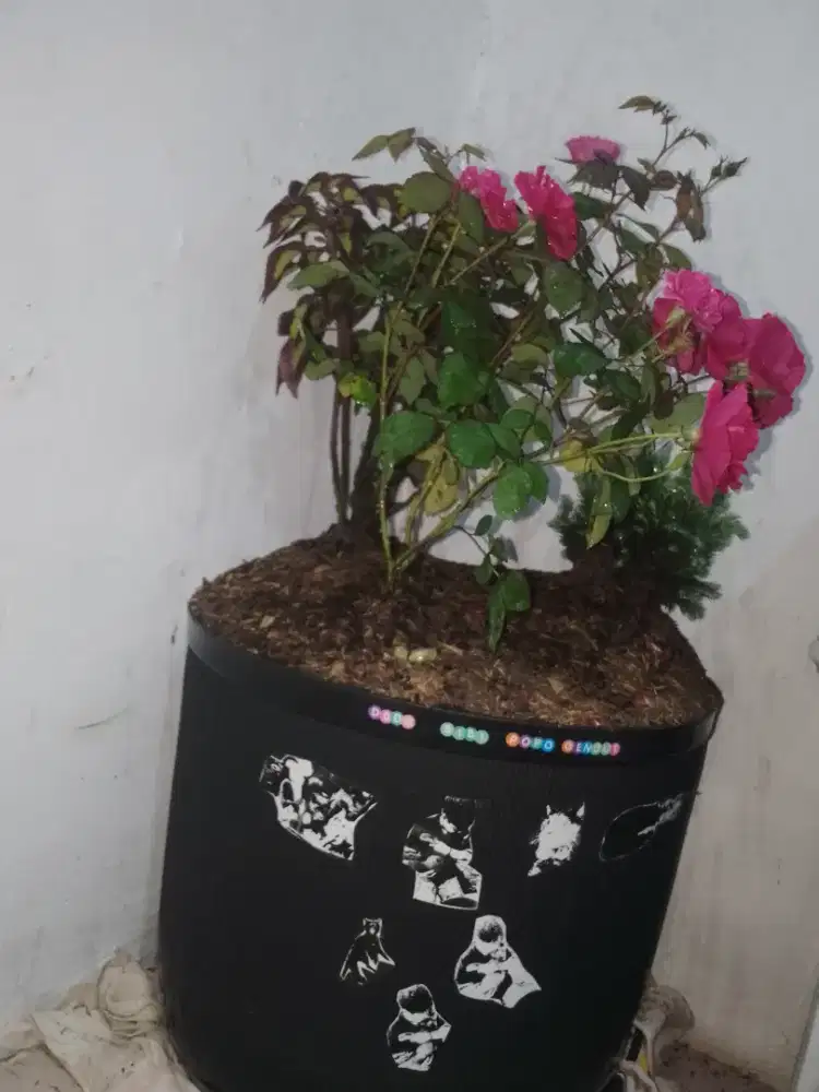 Mencari pekerjaan apa saja