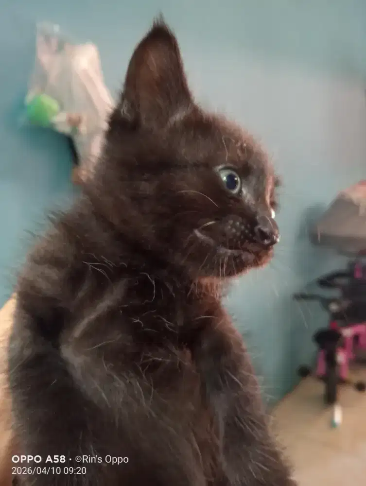 Peranakan persia anggora