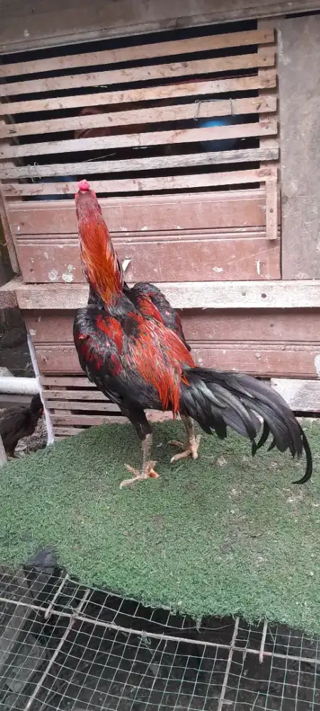 Ayam pama kuda lari