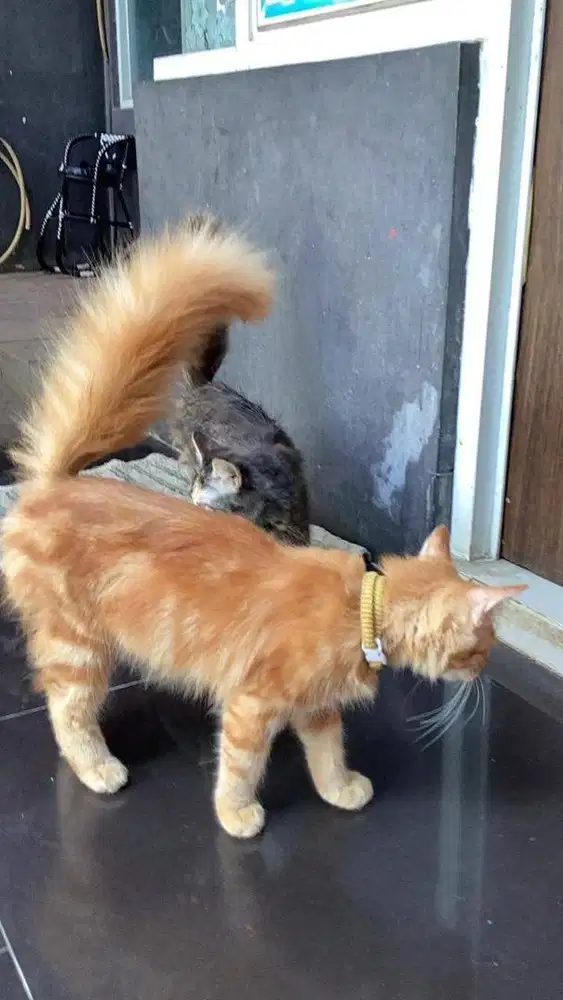 Kucing persia medium