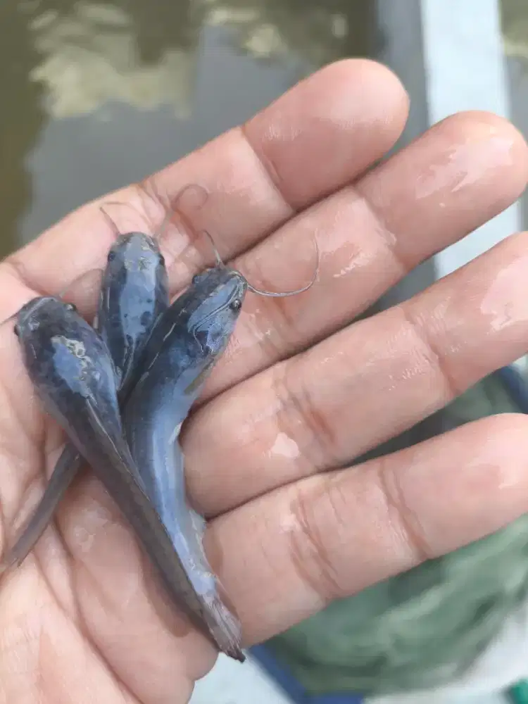 Jual bibir lele di palembang