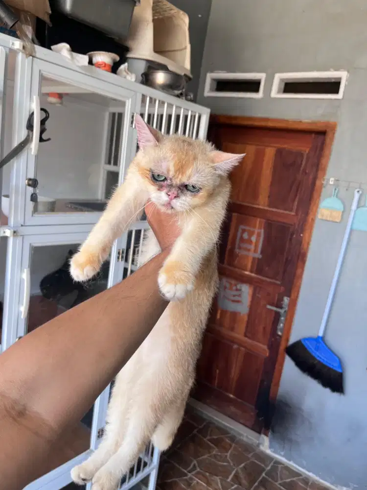 BSH Golden NY12 Lineped