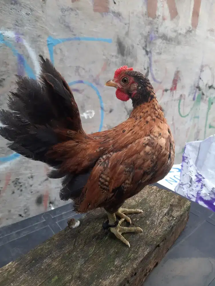 AYAM KATE JANTAN ANAĶAN UMUR 4 BULAN