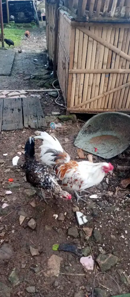 Ayam Ketawa Sepasang