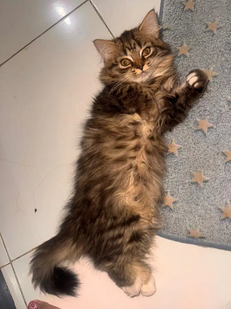 OPEN ADOPSI BERMAHAR KUCING PERSIA X RAGDOL