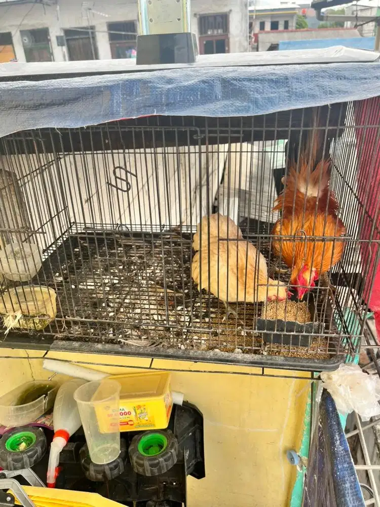 Jual ayam kate rambo