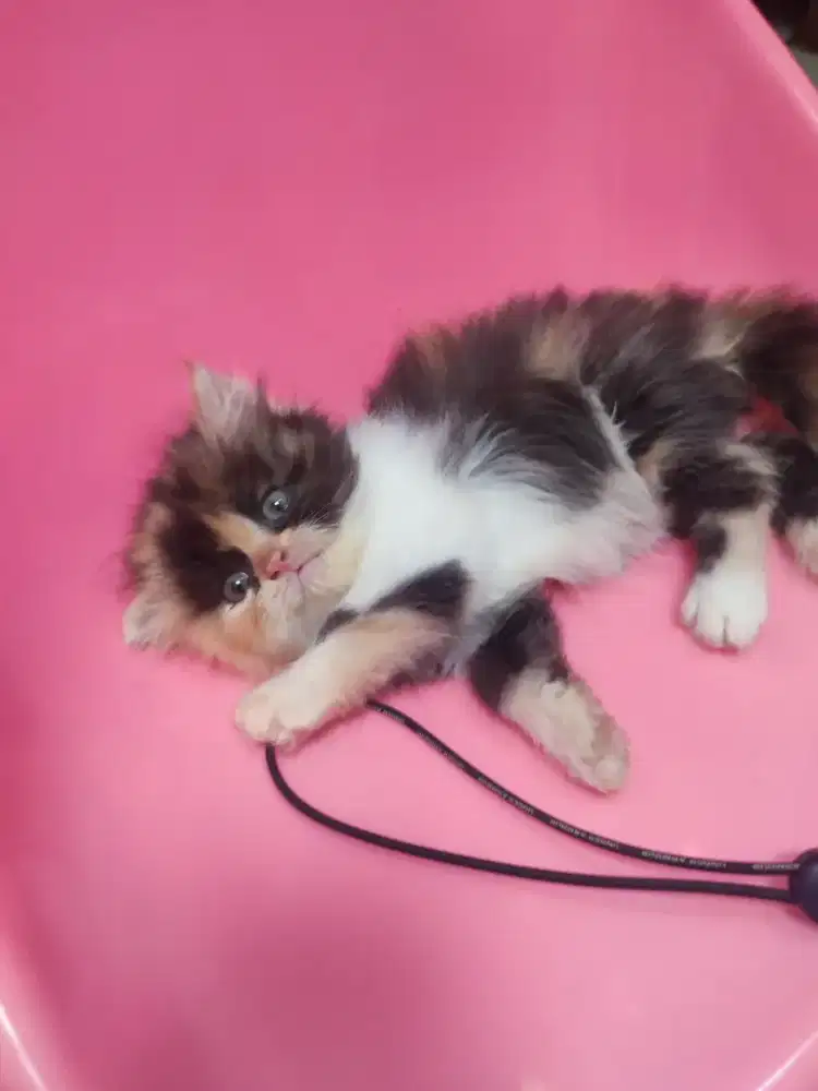 Lepas adopsi Kitten peaknose