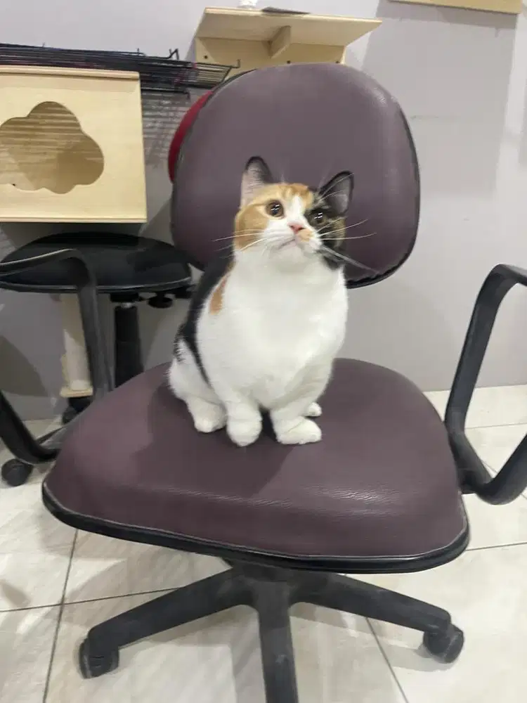 Munchkin calico 7 bulan