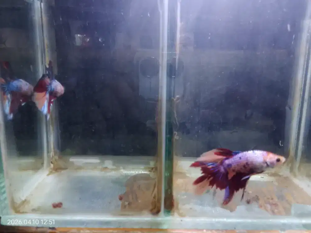 Ikan Cupang Hias Multi colour