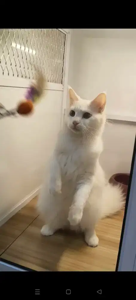 kucing mix mainecoon