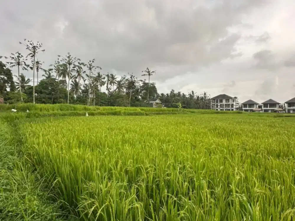 DISewakan Tanah Premium di Ubud – View Langka!