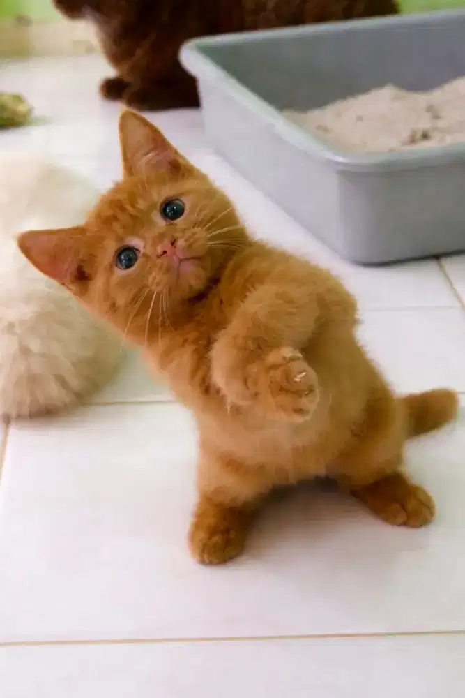 British shorthair cinamon