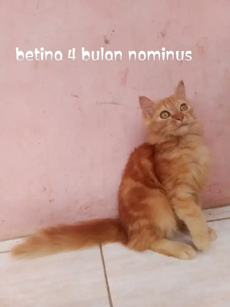 Kucing Persia medium