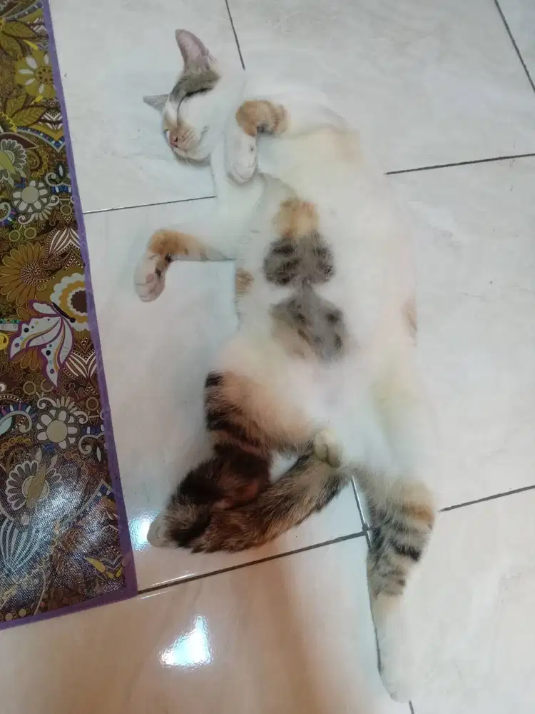 Kucing Persia Jantan Tiga Warna
