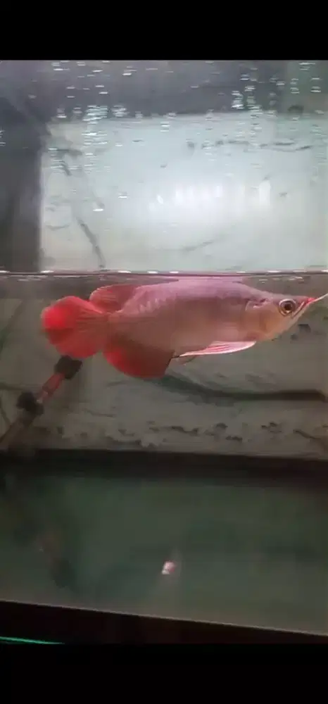 Arwana SRSB S king ITL Kwalitas size -+18cm Ori Kalimantan lengkap KTP