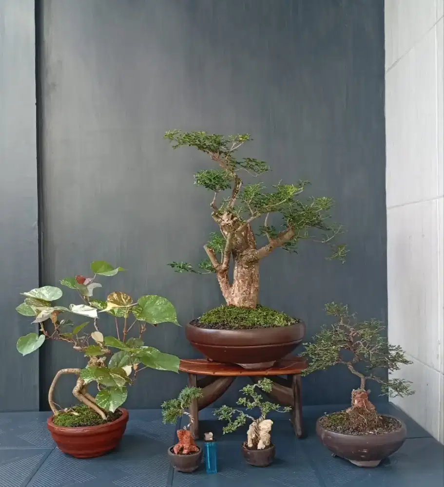 Mame bonsai cantik ada 5 pohon