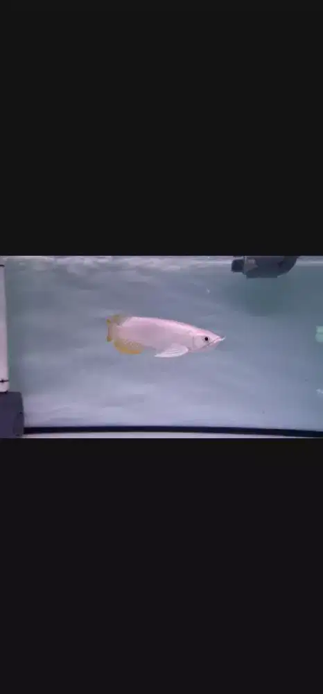 Arwana Super Red Kw Cakep  size -+17cm