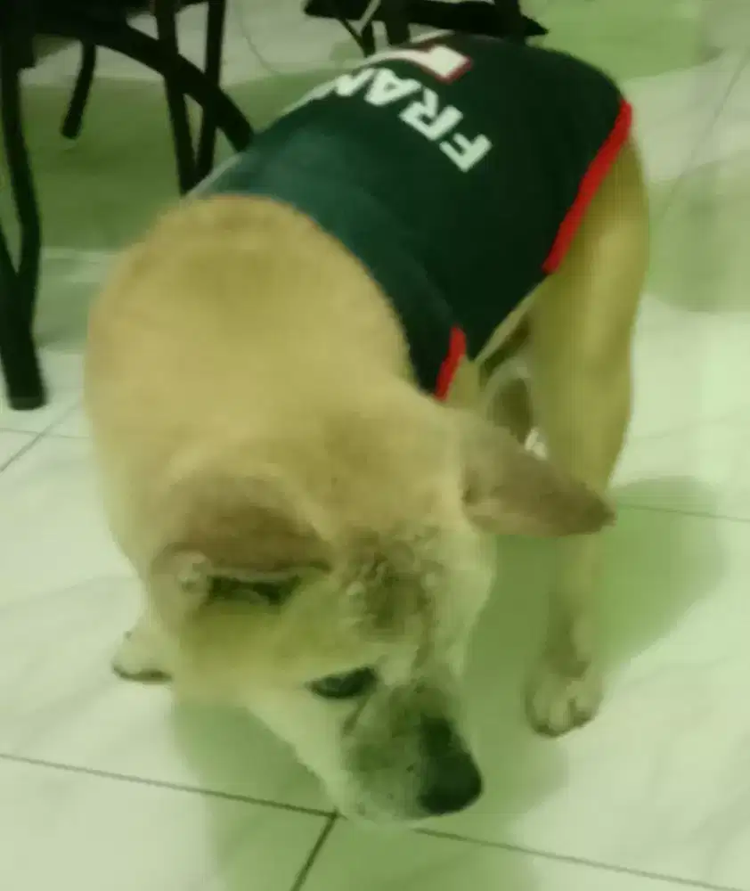 Gratis hewan peliharan anjing ras jantan