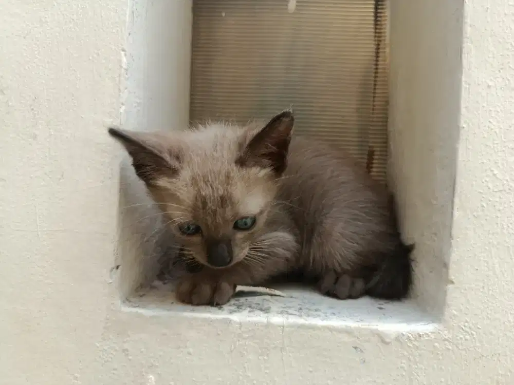 Himalaya Warna Pekat Full