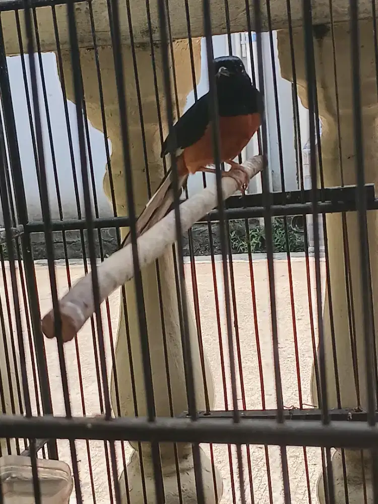 Di jual burung murai borneo jantan