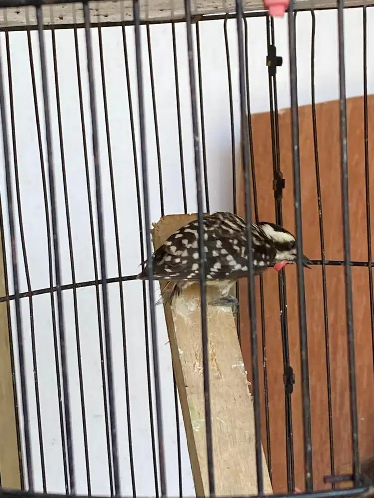 Pelatuk Beras / Sampit Bunyi