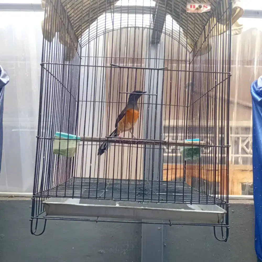 Burung murai batu betina