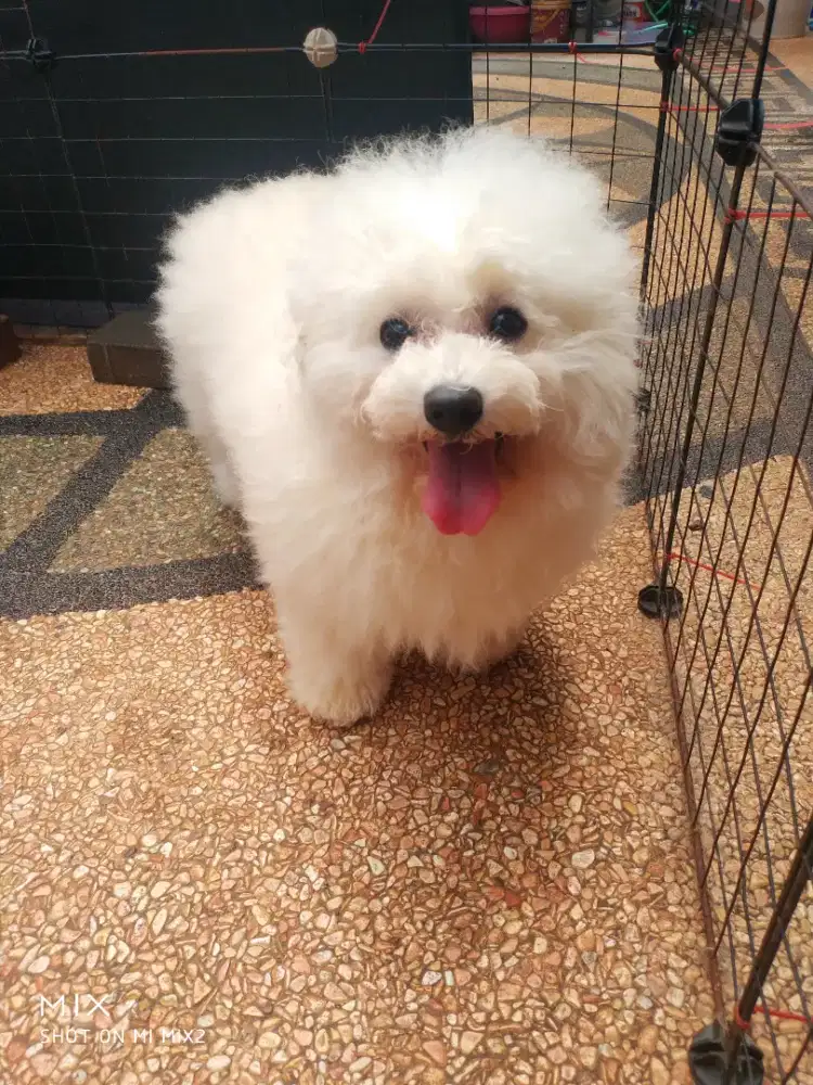 Jual Indukan Bichon frise