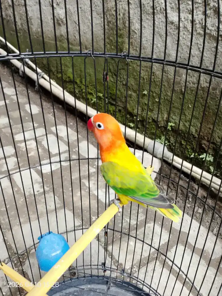 Lovebird balibu