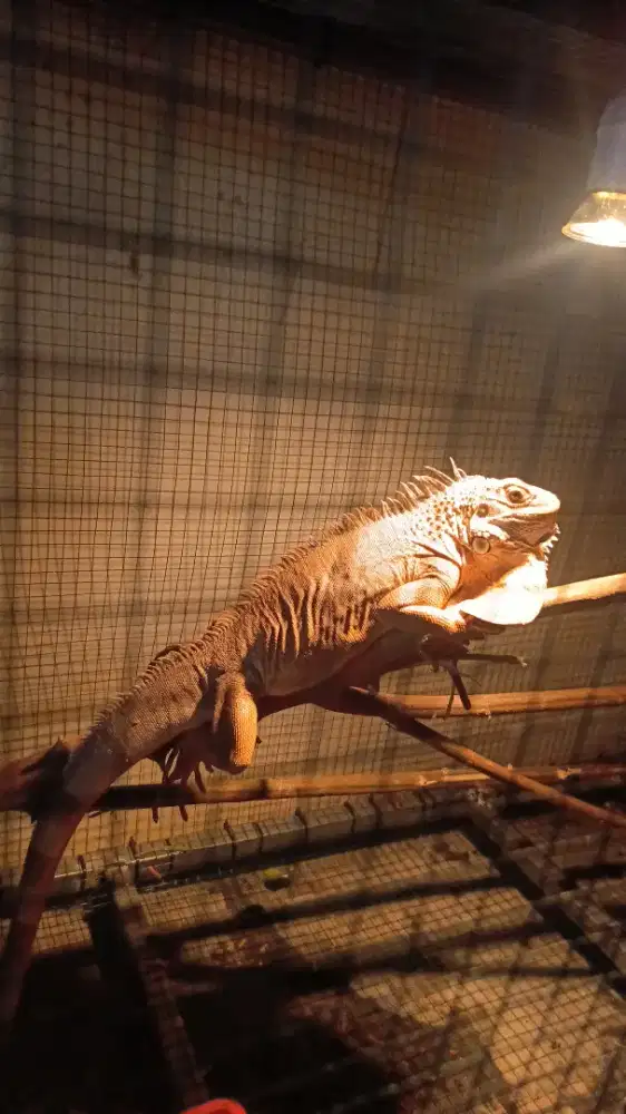 Iguana red jantan