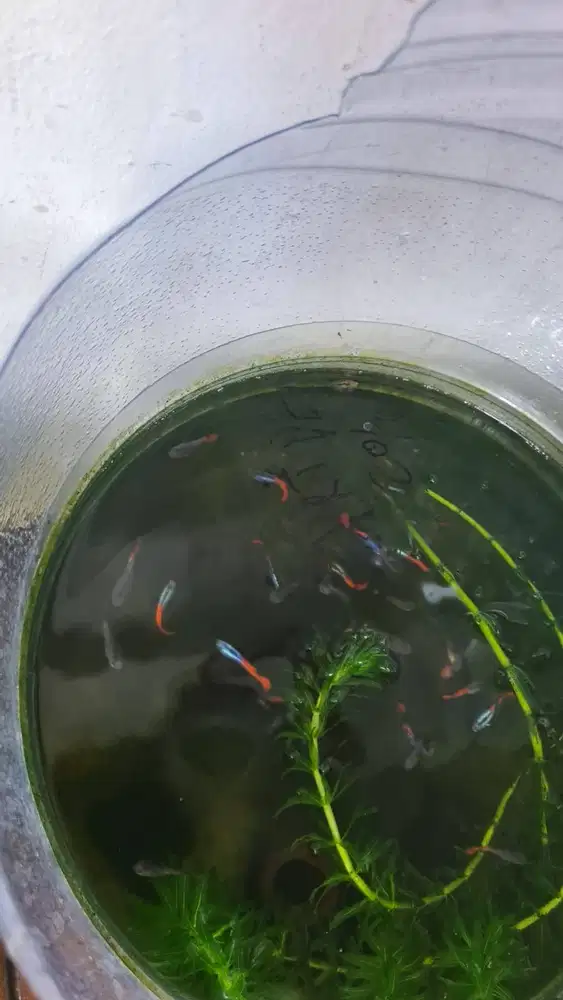 ikan guppy dan ikan molly balon