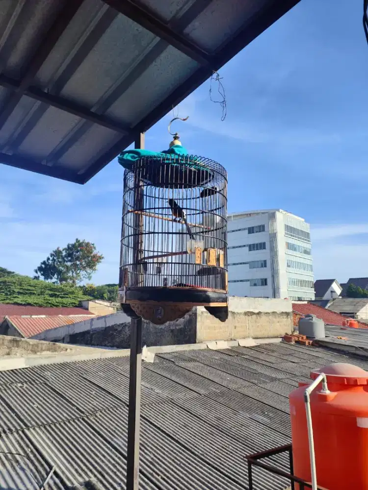 Sangkar isinya mantap