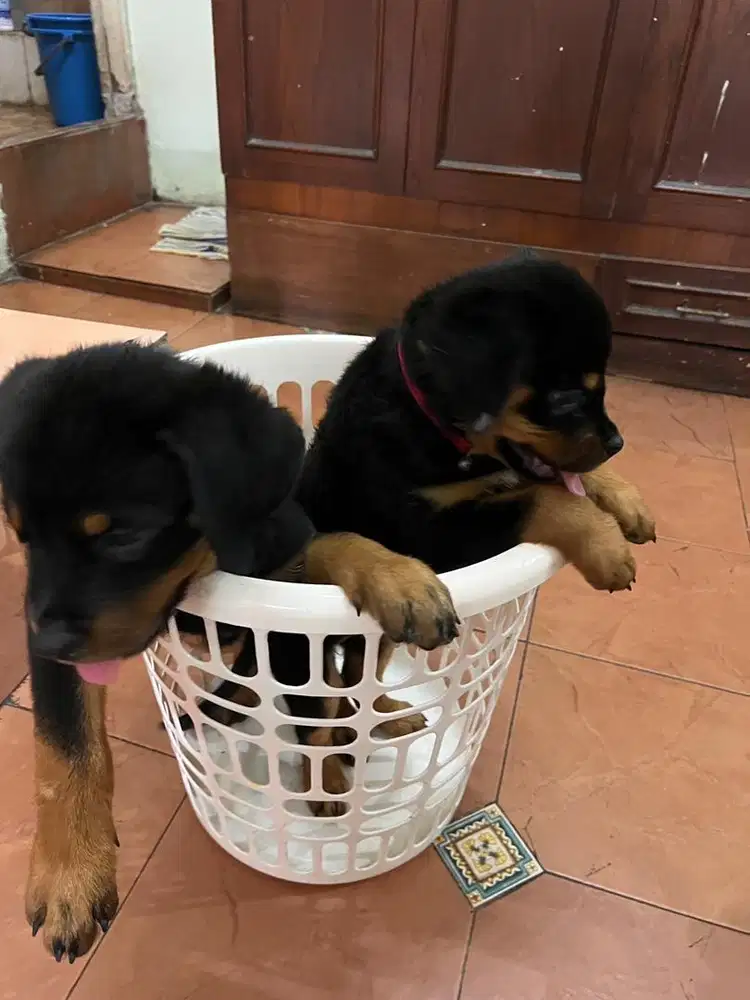 Puppies Rottweiler