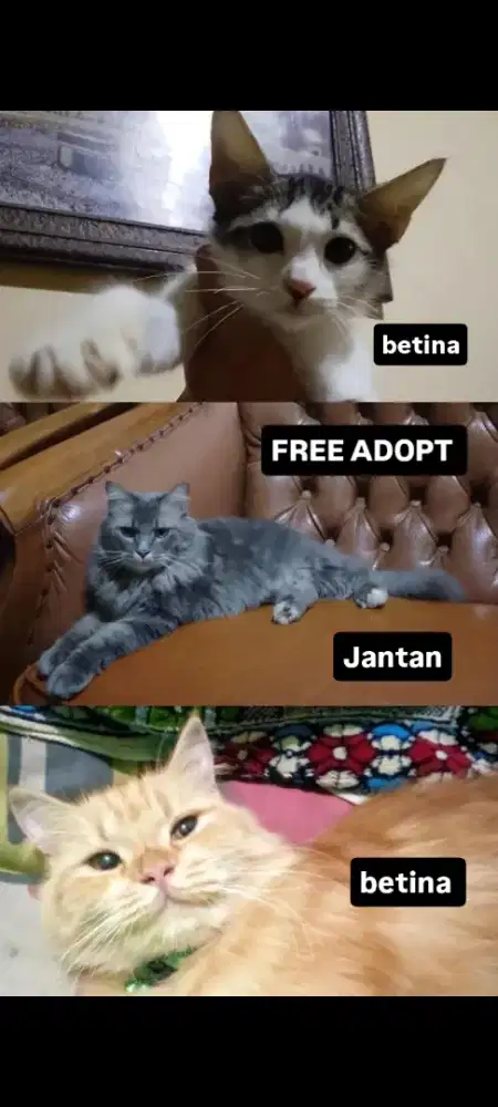 kucing free adopt
