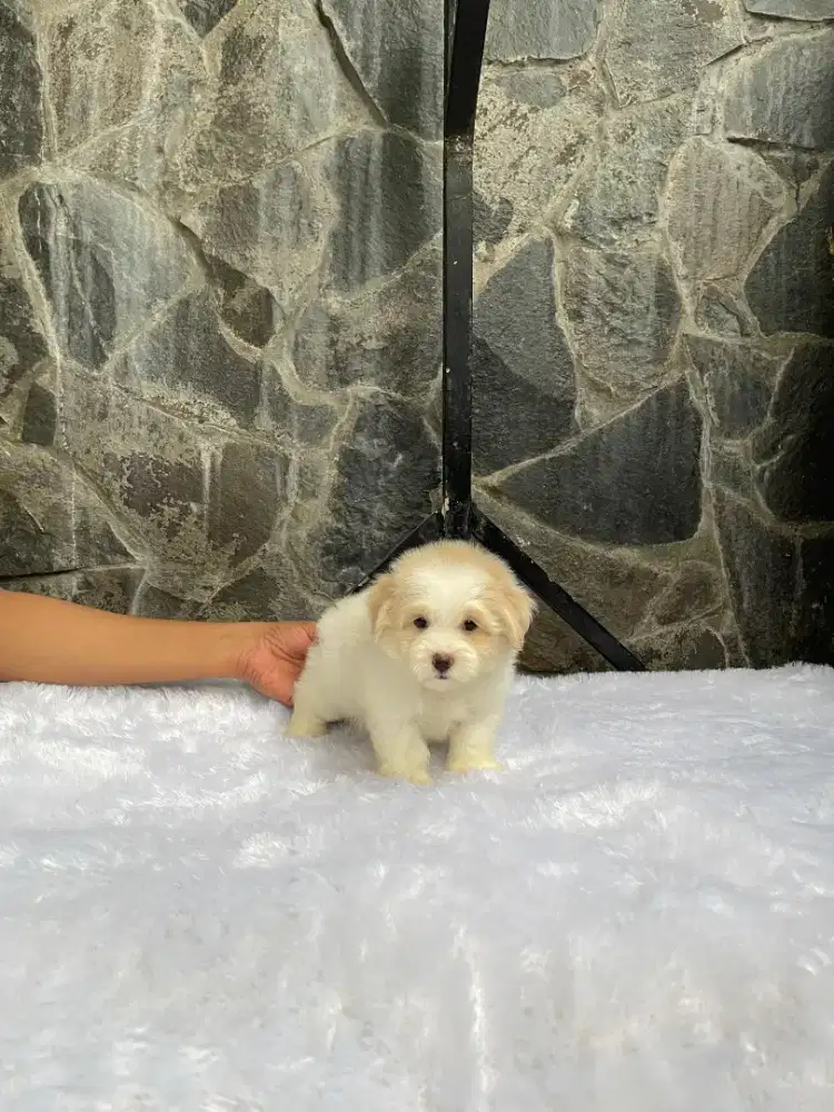 Maltipoo tiny jantan