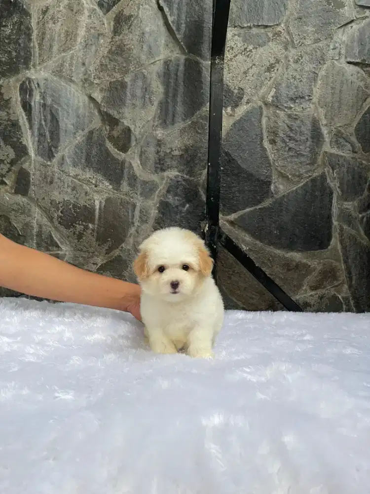 Maltipoo tiny betina