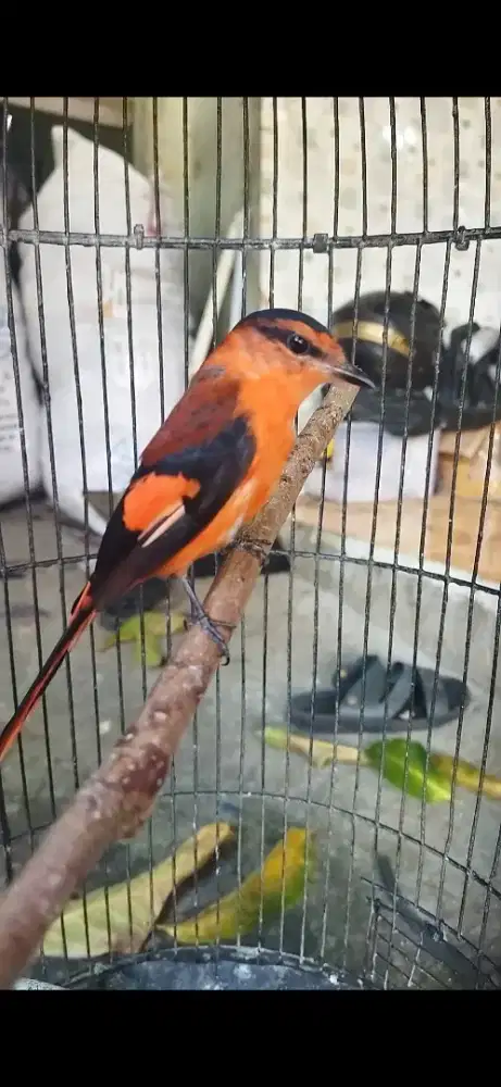 Burung mantena gunung