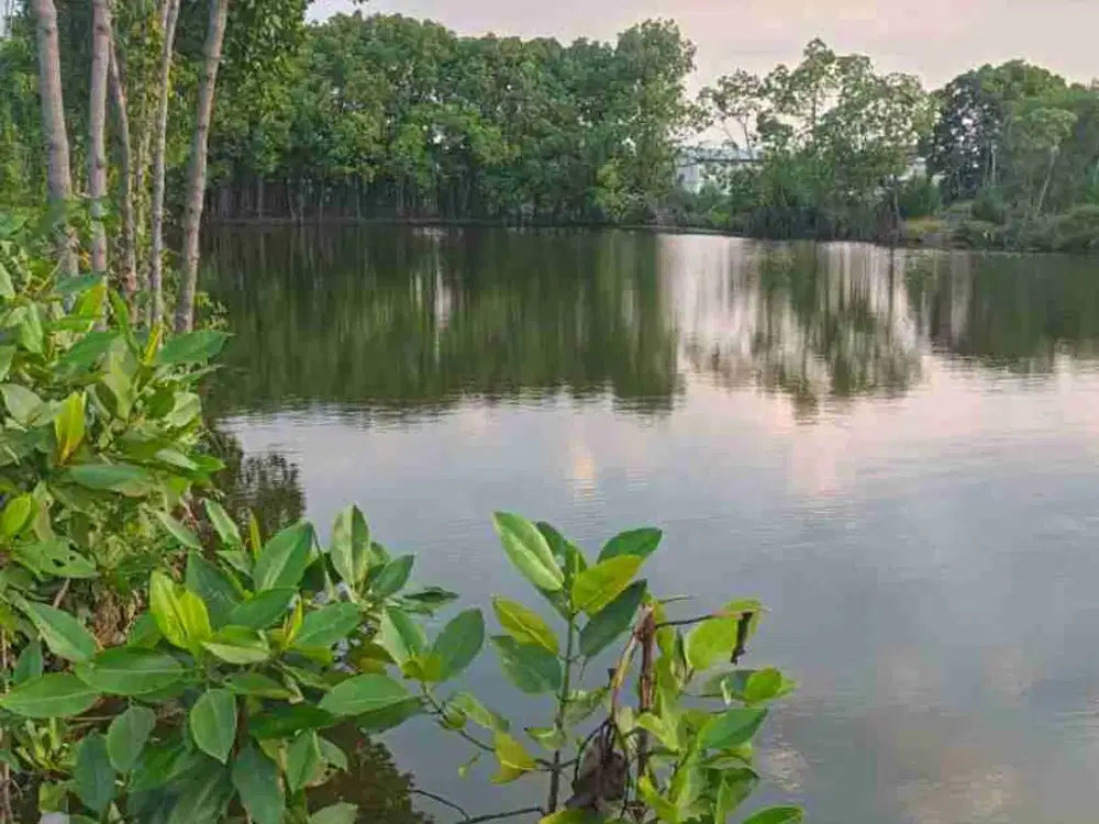 Dijual Tanah Tambak Masih Aktif di Tegal Jawa Tengah