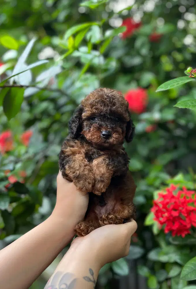 Anjing tiny poodle warna unik