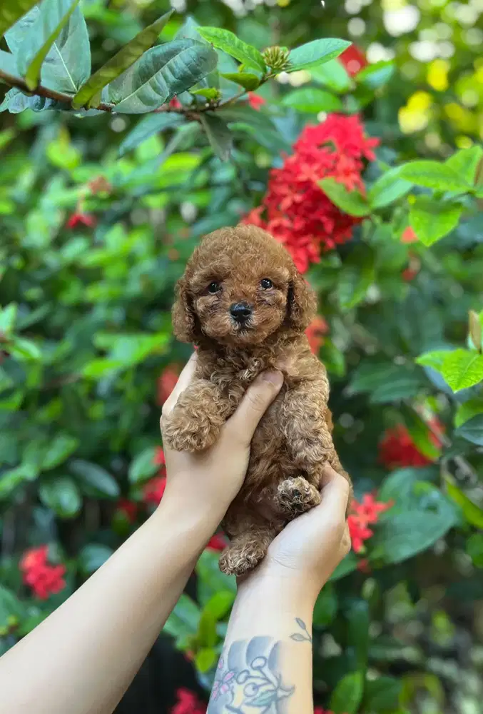 Anjing tiny poodle
