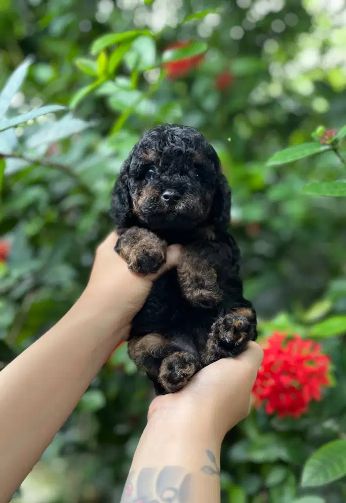 Anjing poodle black phantom