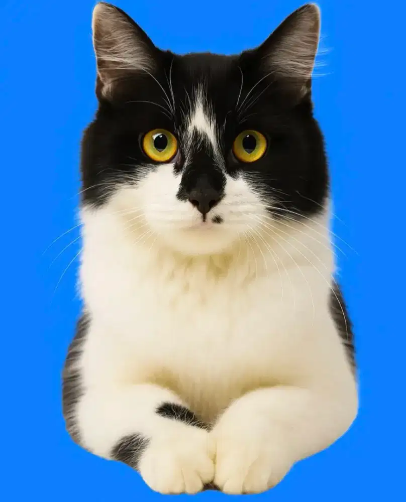 Kucing anggora jantan hitam putih