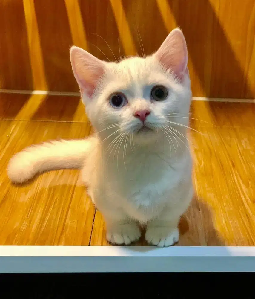 Kucing munchkin bsh odd eyes