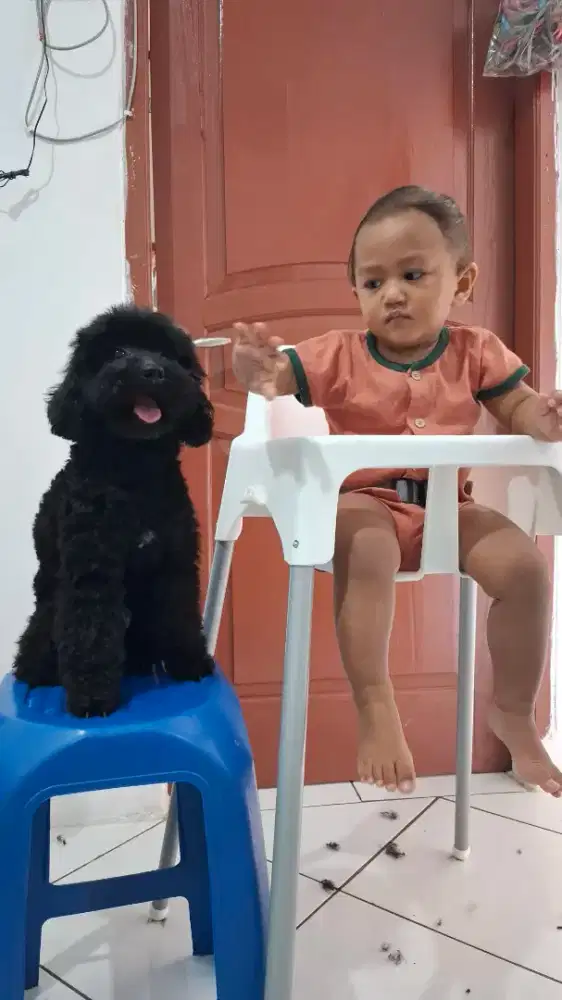 Anjing Toy Poodle Jantan Male