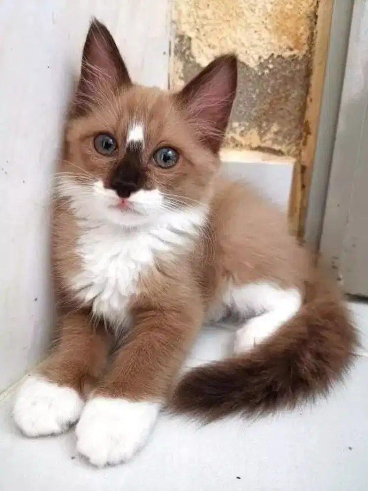 Saya sedang mencari kerja Art