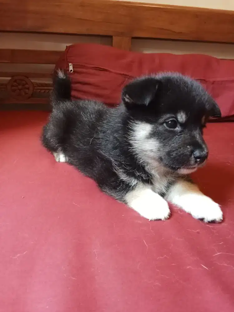 shiba inu black tan jantan