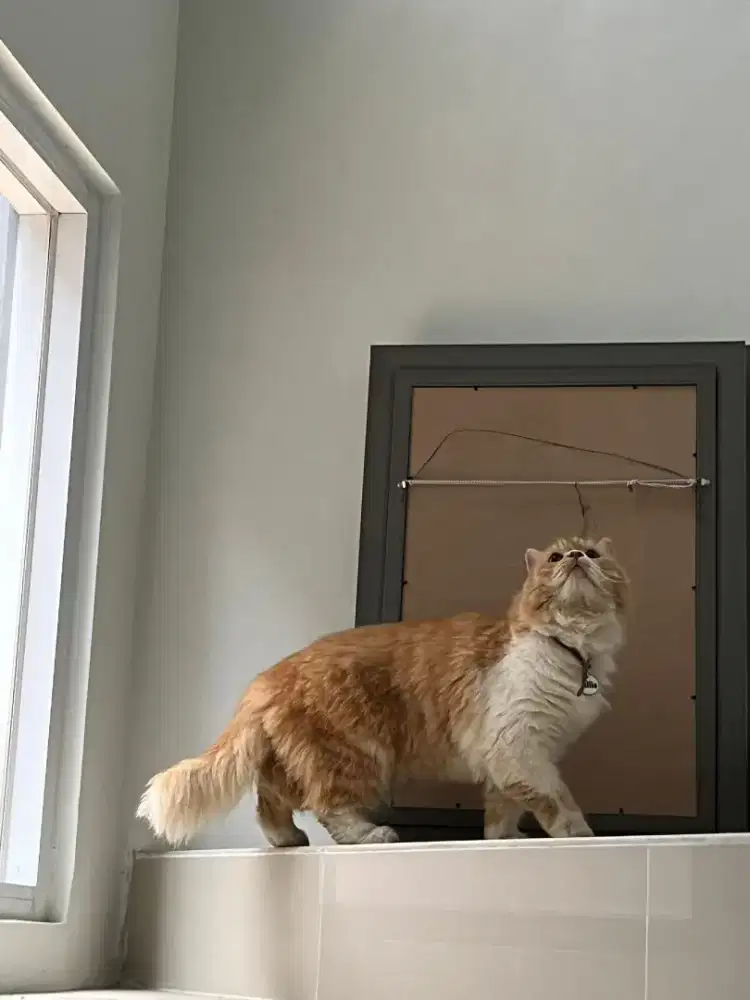 Kucing Persia munchkin