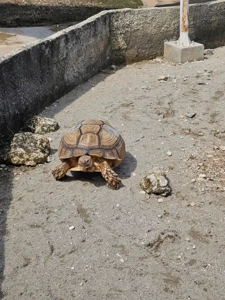 Saya membutuhkan ART (Nginap)