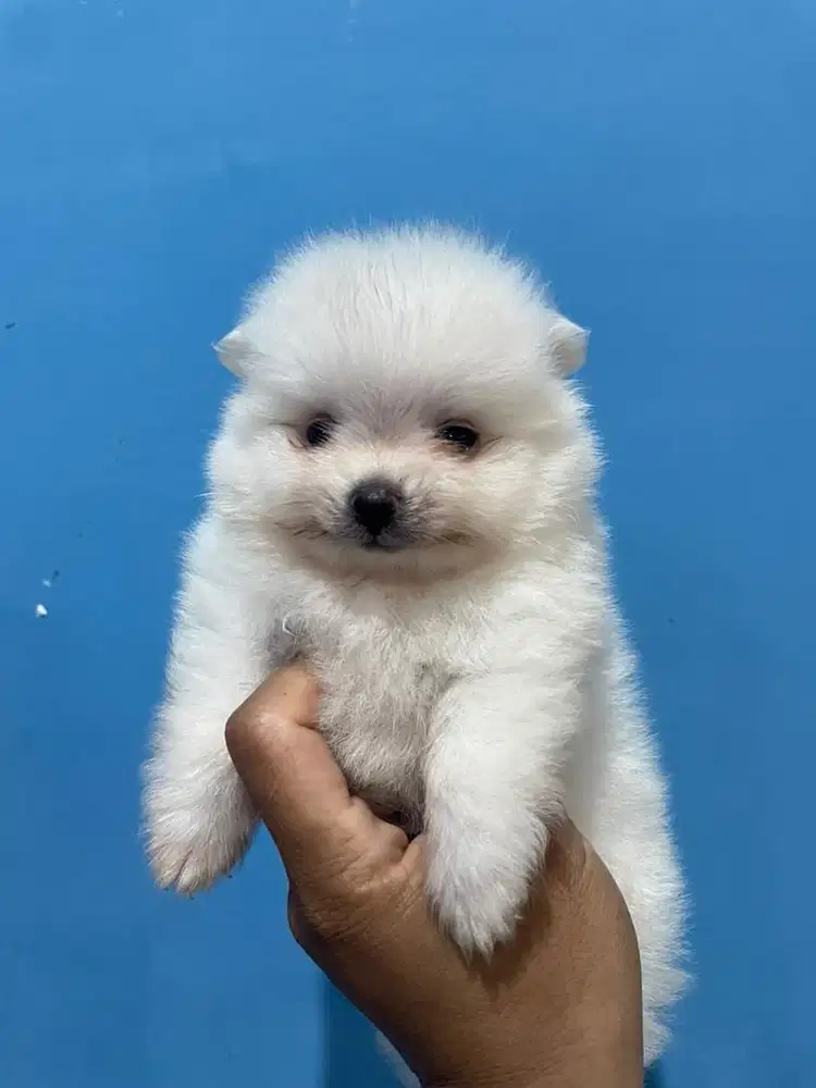 Mini Pomeranian Teddy Bear Face