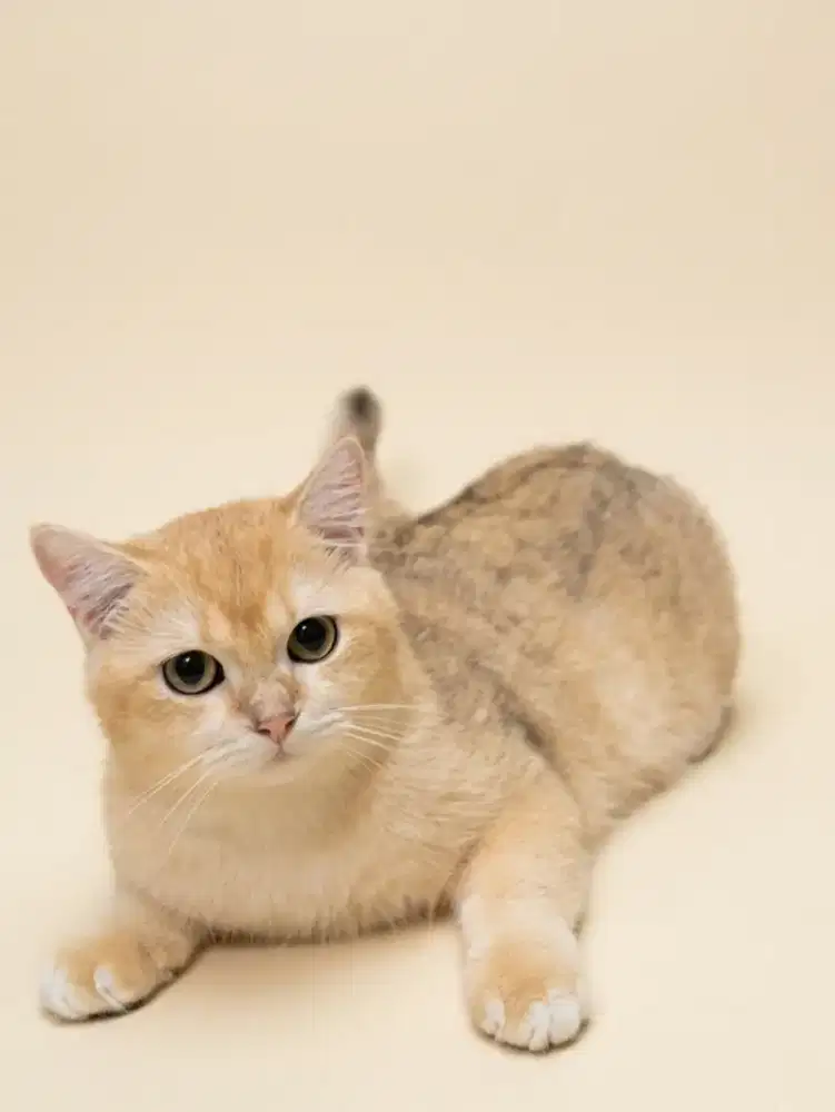 BSH Golden Ny12 Jantan Line Import CFA